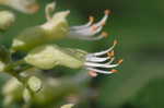 Ohio buckeye